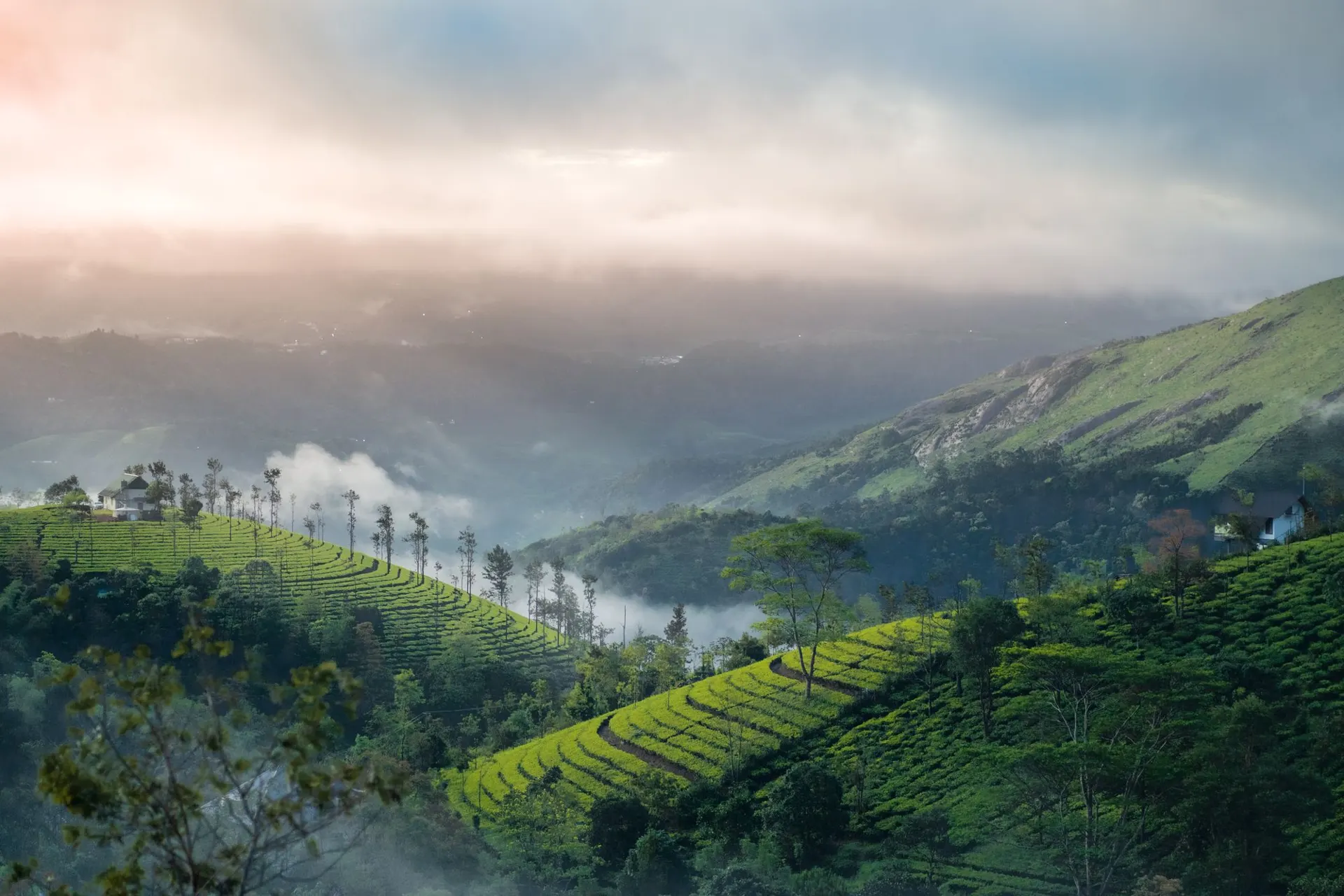 Misty tea gardens of Vagamon at sunrise